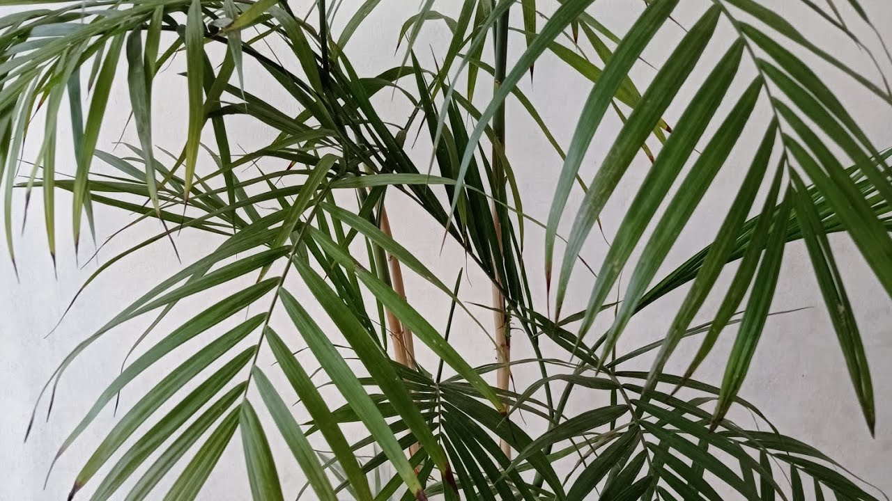 How to grow Cane Palm | Propagation of Bamboo Palm | Care and Tips of Palms
