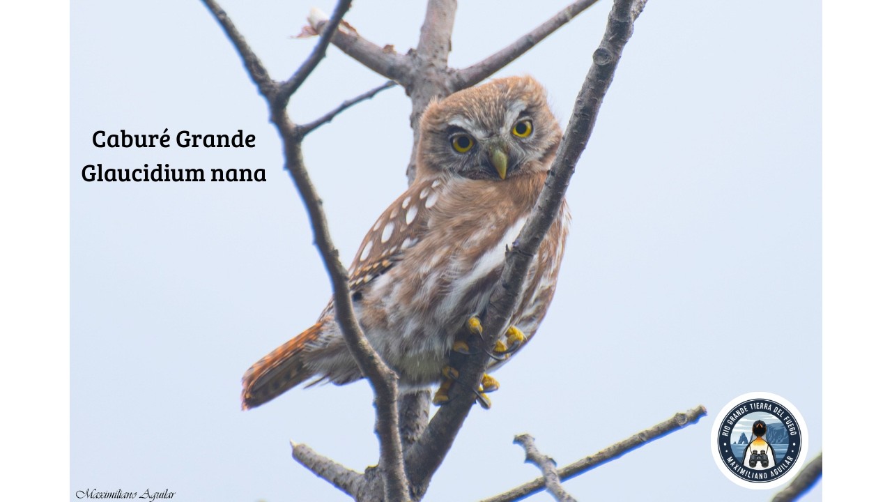 ¡POR FIN LO ENCONTRÉ! 🦉Caburé Grande, aves de Tierra del Fuego.