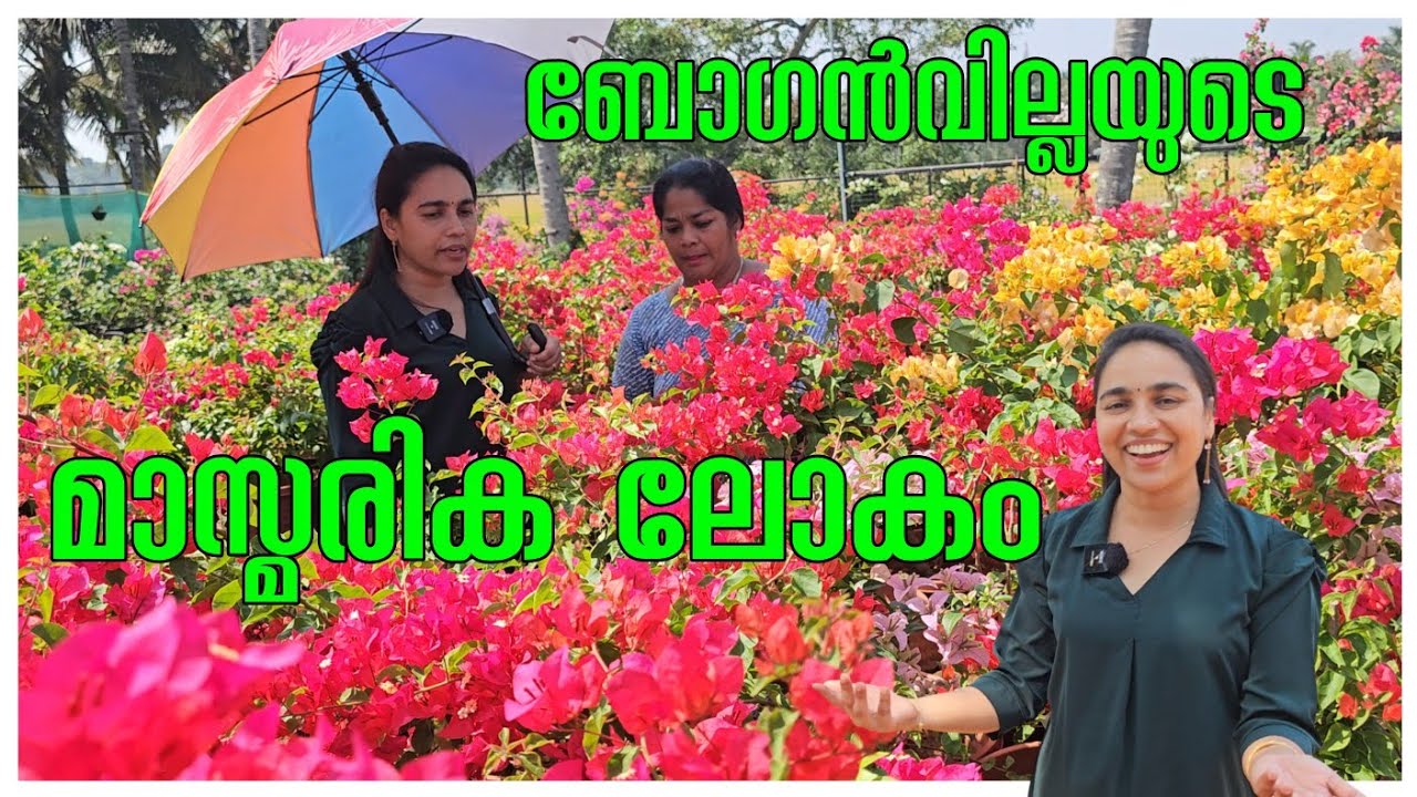 ബോഗൻ വില്ലയുടെ ലോകം ♥️♥️♥️/Garden flowers /Garden tips /Bougainville nursery /Family vlog