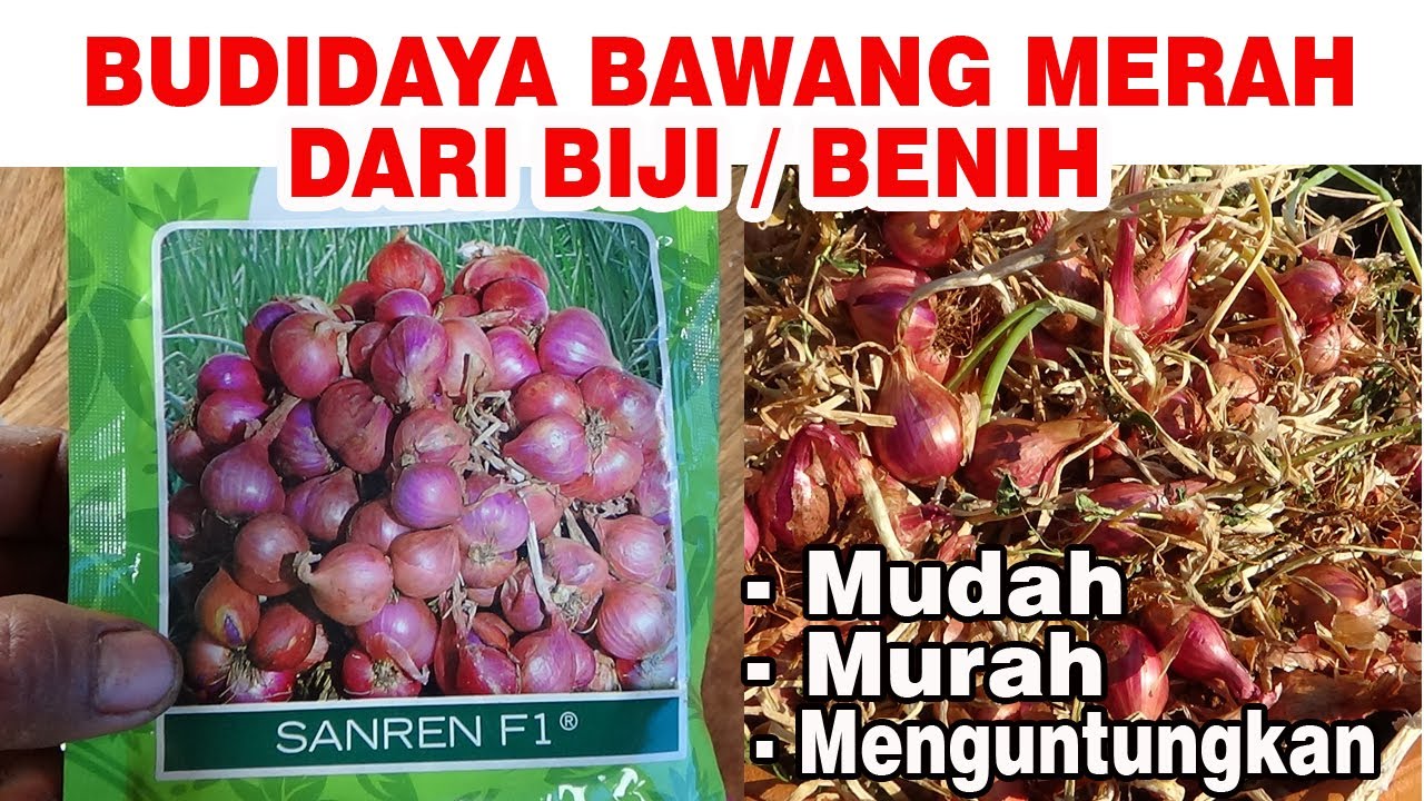 Panduan  Lengkap Cara Menanam BAWANG MERAH Dari Biji Dari Awal Sampai Panen