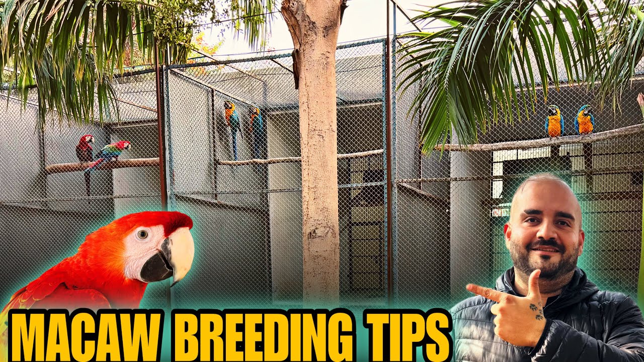 Macaw Breeding Tips & Setup 🦜 | Complete Guide for Successful Macaw Breeding