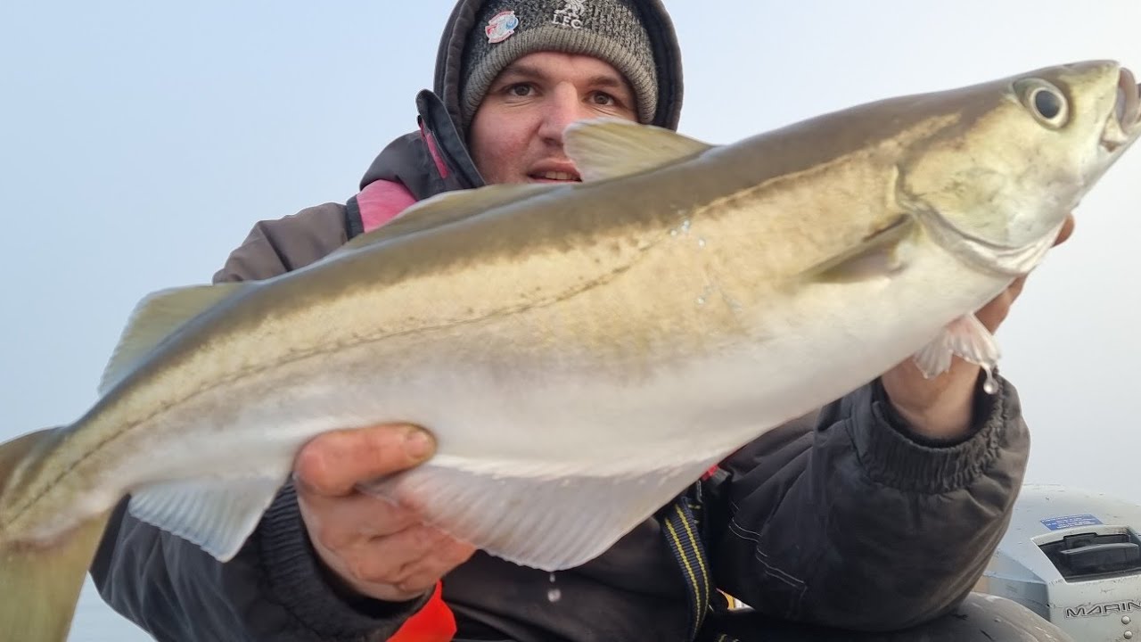 cod fishing in whitby coc cod cod oh and PB pollack - sea fishing uk at its best 2021