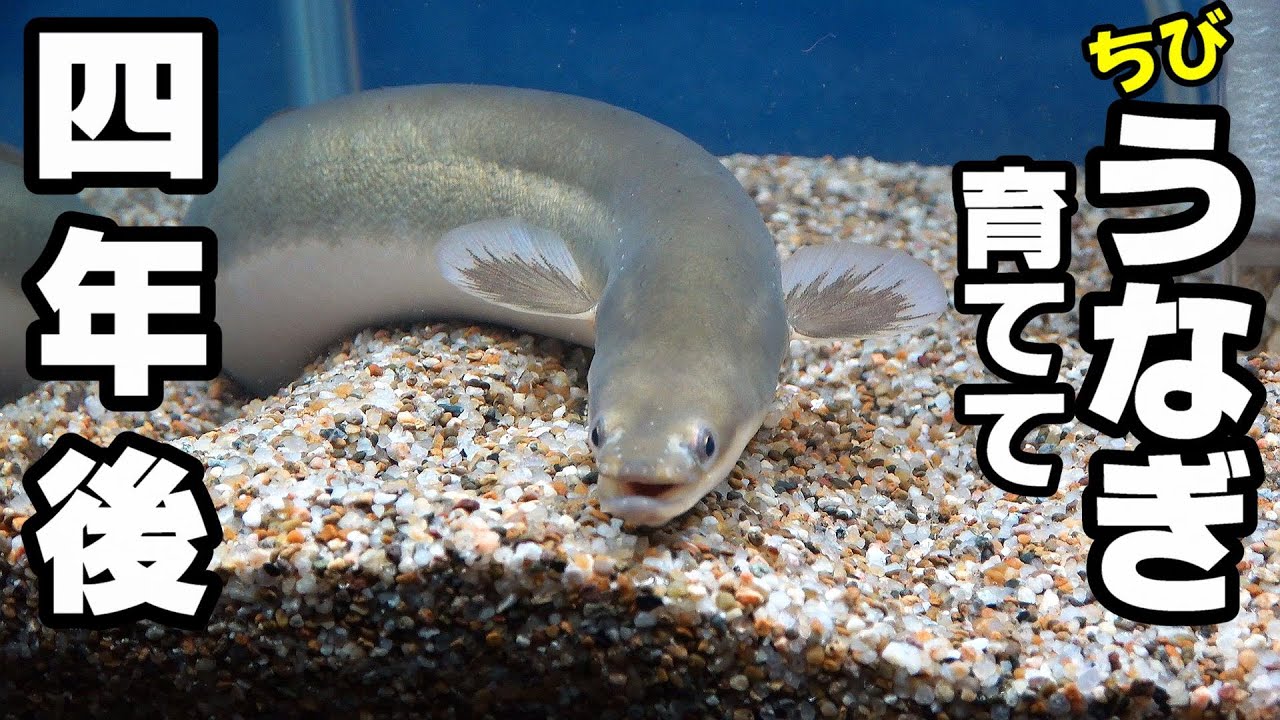 黄金うなぎ育てて4年後  巨大に！【ウナギの飼育方法】うな次郎水槽ﾒﾝﾃﾅﾝｽ　＃ペット