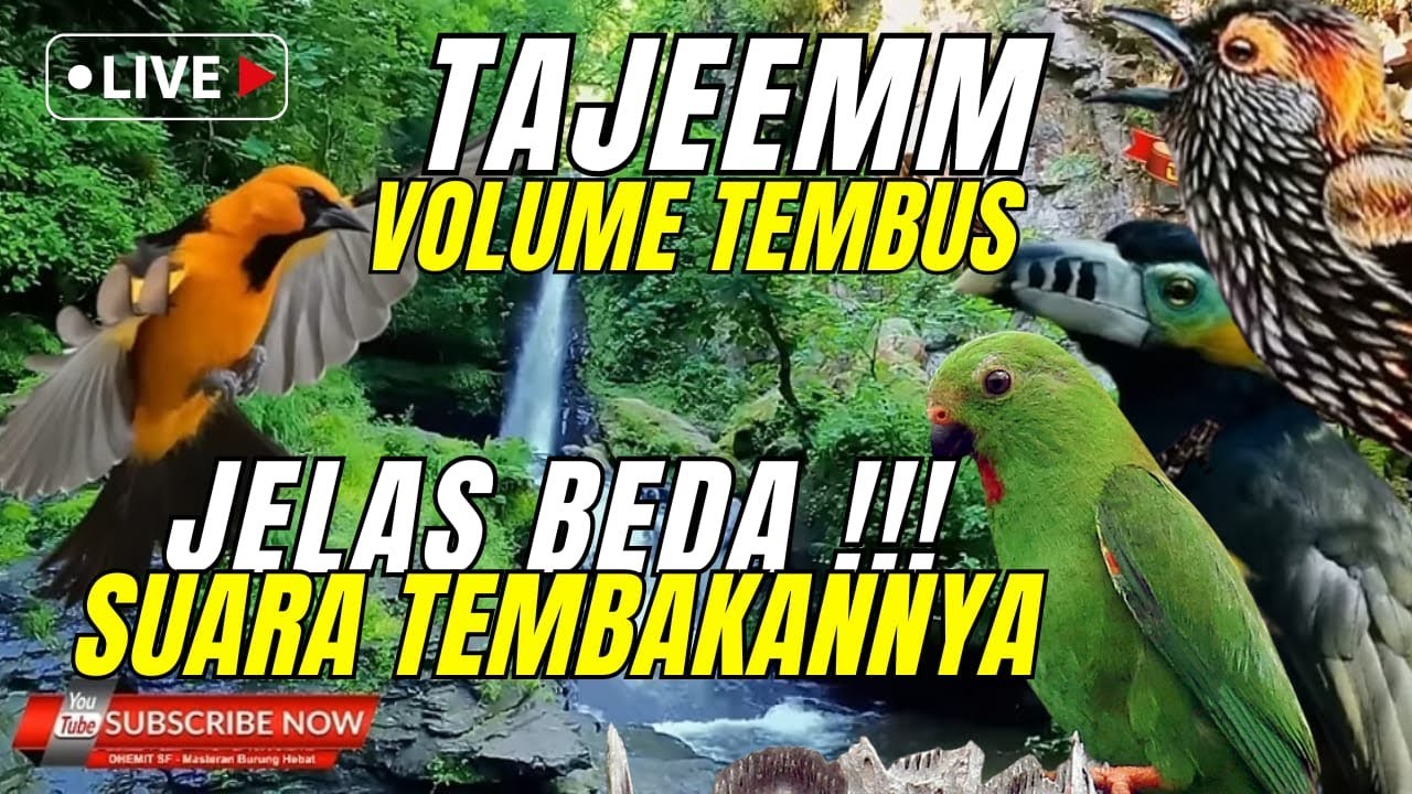 MATERI MEWAHH KEKINIAN!! MASUK KE MURAI DAN CUCAK IJO - JAMINAN LANGSUNG JUARA  - TEMBAKAN TEJEMM