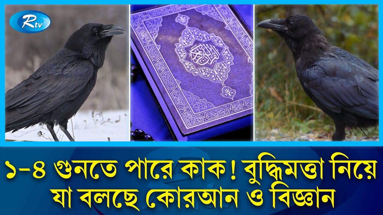 পাখি হিসেবে কাক কেন বুদ্ধিমান? যা বলছে কোরআন ও বিজ্ঞান | Crow | Rtv News