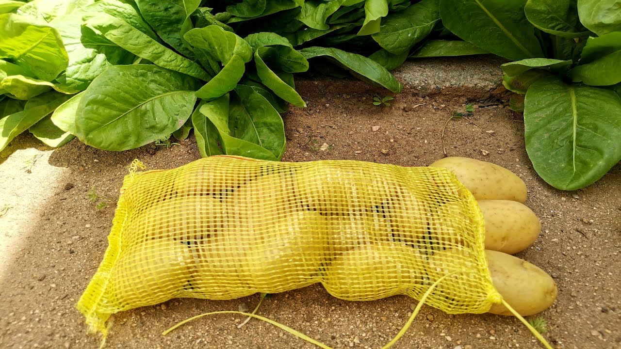 طريقة رائعة ومبتكرة لزراعة البطاطا البطاطس في المنزل Potatoes Cultivation