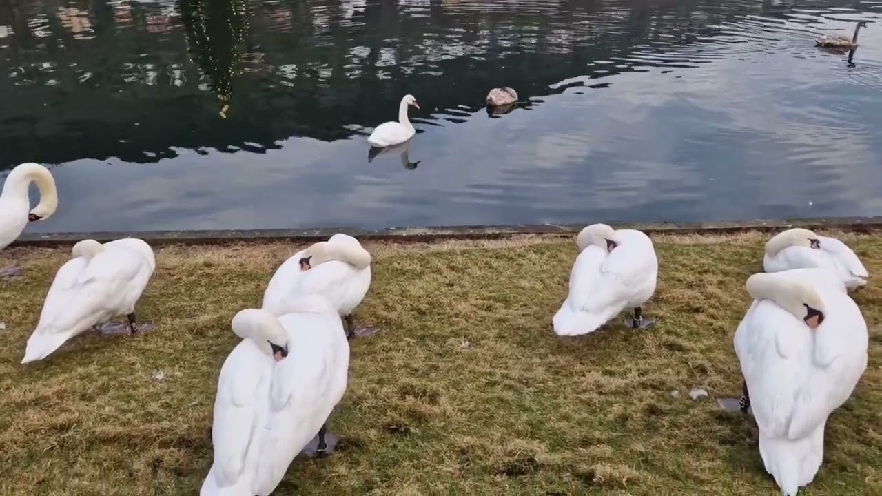 Swan in Bergen Norway