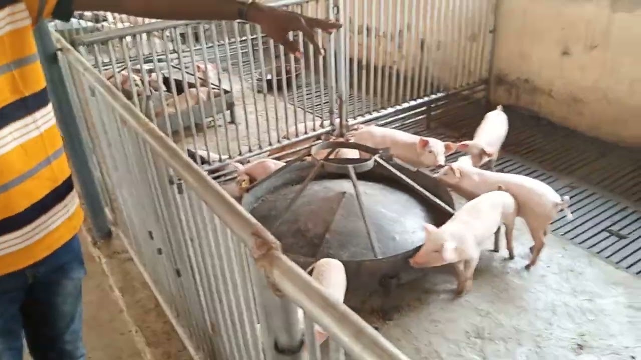 Pig Farm Construction And Design