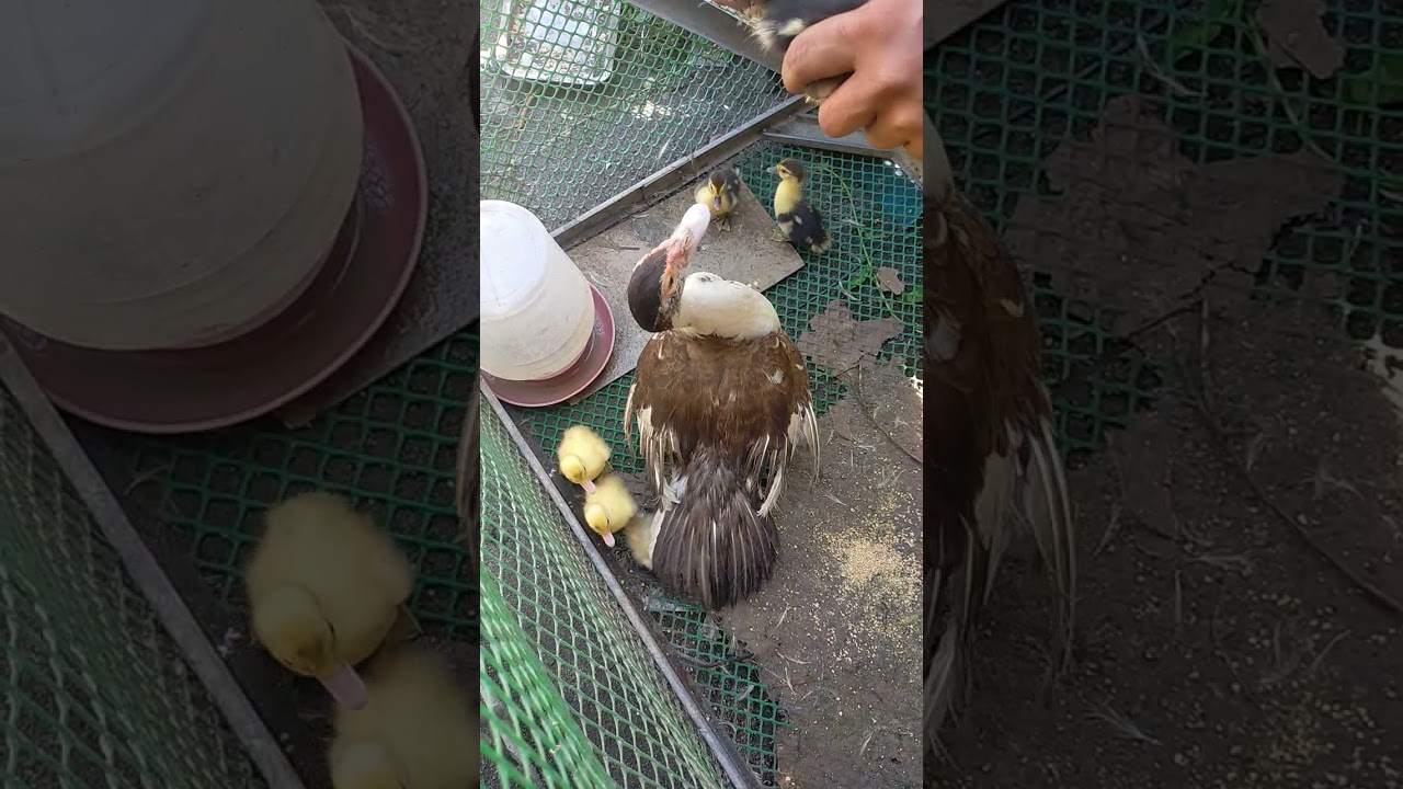 bunutin ang buntot ng bibe 🐤 para mabilis lumaki Ang.tapang ng nanay bibe🐤