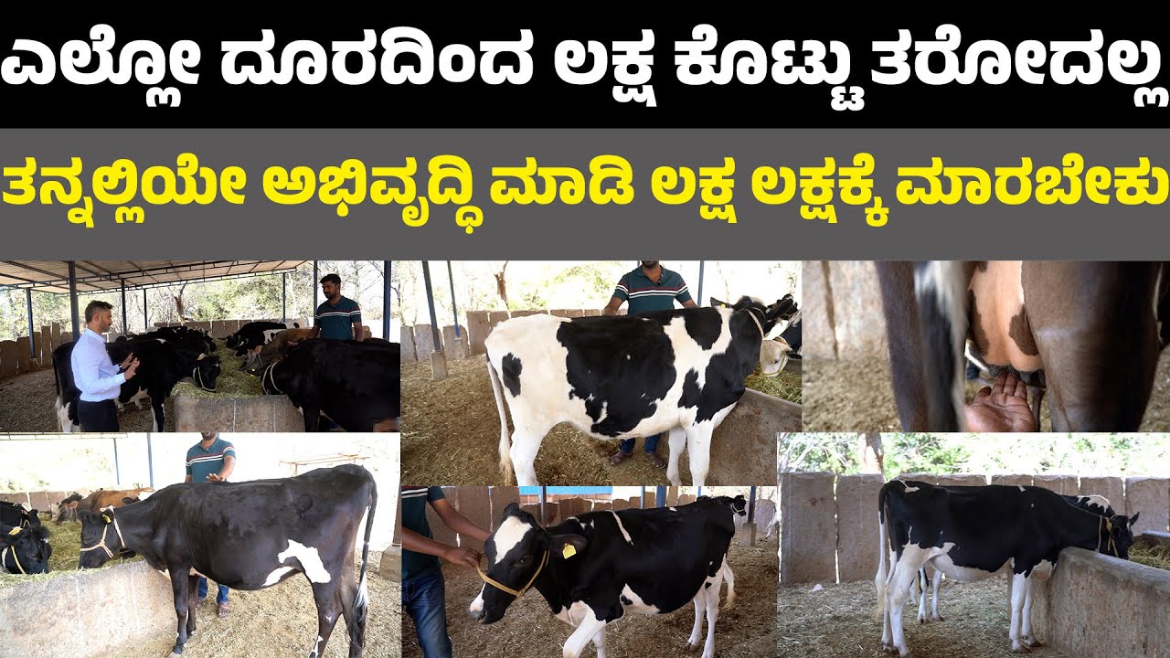 ಎಲ್ಲೋ ದೂರದಿಂದ ಲಕ್ಷ ಕೊಟ್ಟು ತರೋದಲ್ಲ ತನ್ನಲ್ಲಿಯೇ ಅಭಿವೃದ್ಧಿ  ಮಾಡಿ ಲಕ್ಷ ಲಕ್ಷಕ್ಕೆ ಮಾರಬೇಕು abs semen