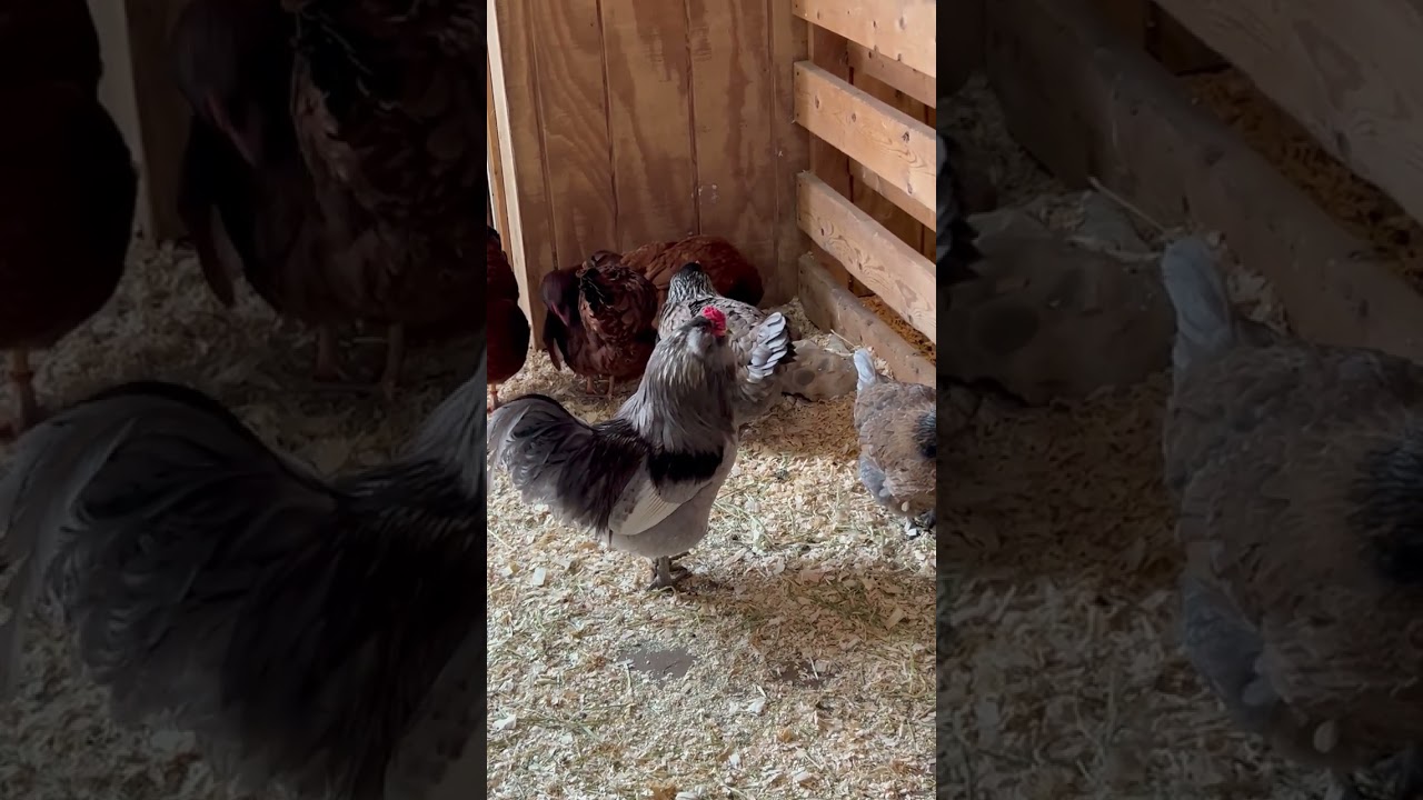 #barn