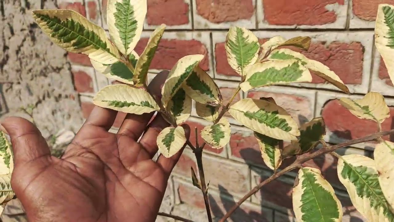 Variegated Amrood Plant Care | Growth Tips, Watering & Fertilizer Guide