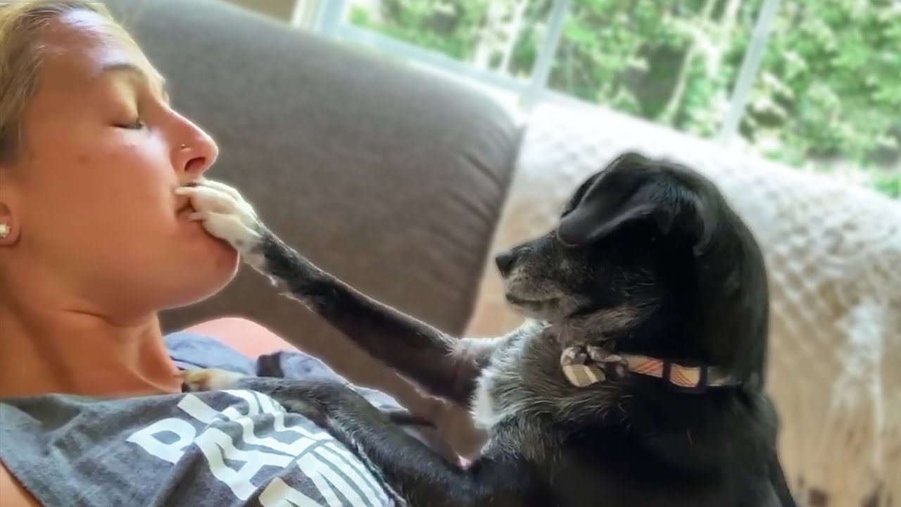 Dog Shuts Up Owner