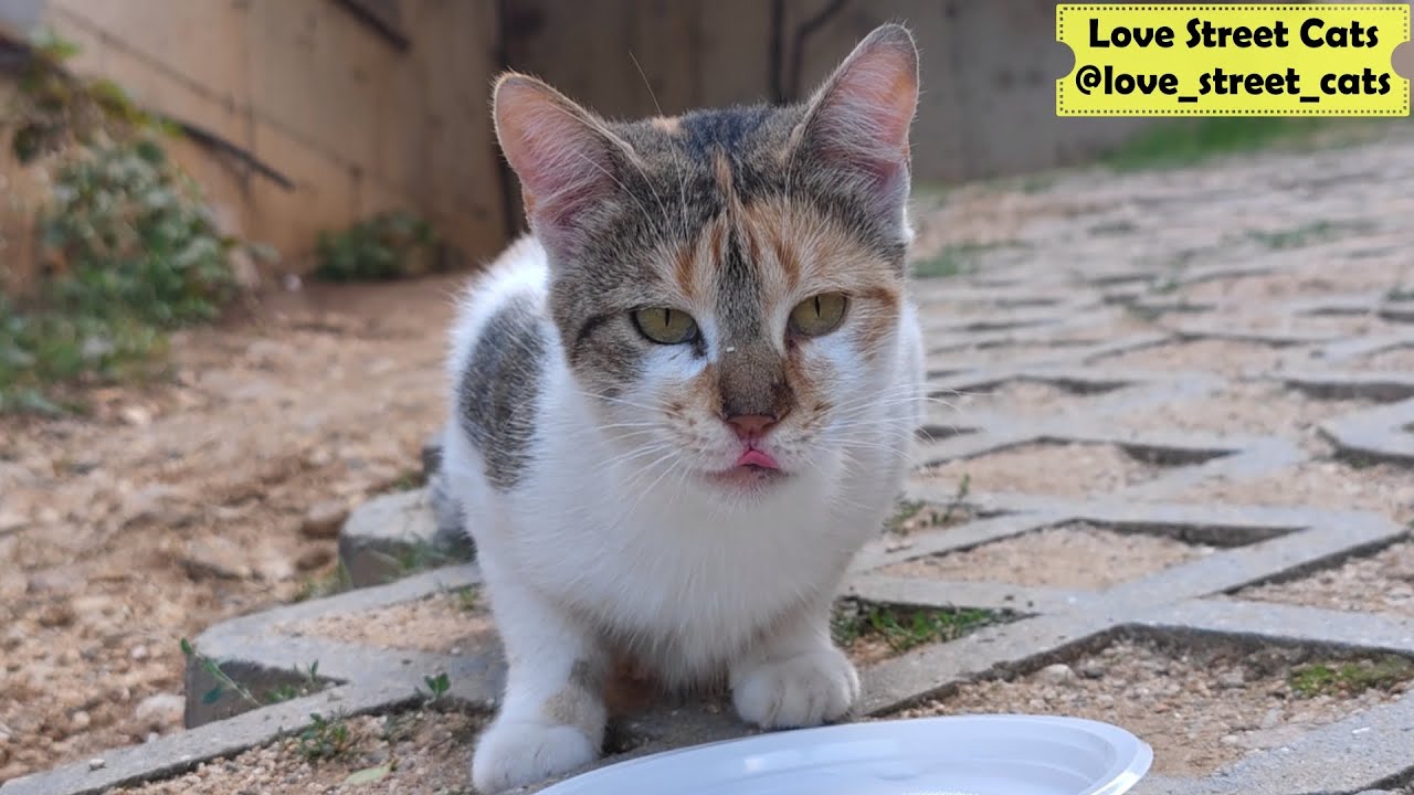 Calico Cat Didn't Realize the Man Was Chasing Her to Give Her Food | Love Street Cats