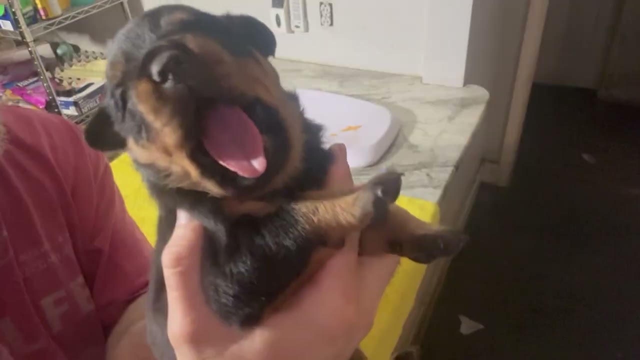 Reva's pups are 3 weeks old!  Weights and deworm today!!