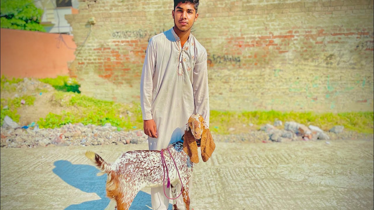 New goat 