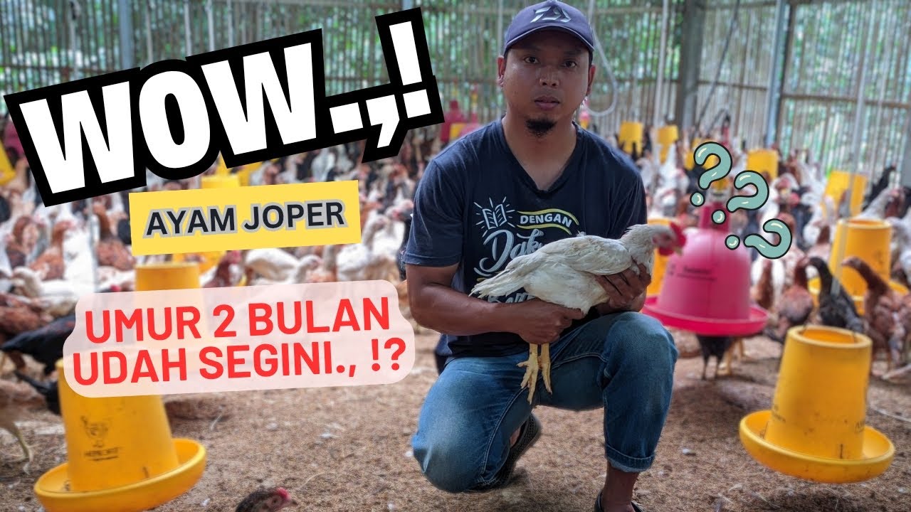 Wow.!!,.Ayam joper umur 2 bulan.,bobotnya udah segini.!!?