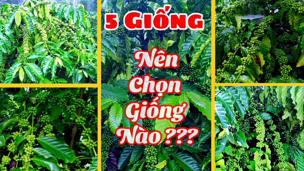 ƯU NHƯỢC ĐIỂM 5 GIỐNG CÀ PHÊ THỊNH HÀNH NHẤT 2021 - Cường Tây Nguyên