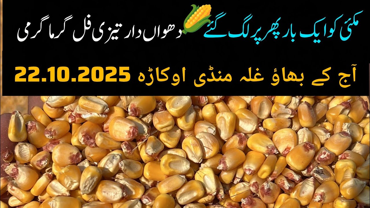 Maize mandi rate today // new maize live rate today// okara mandi maize 22.10.2025