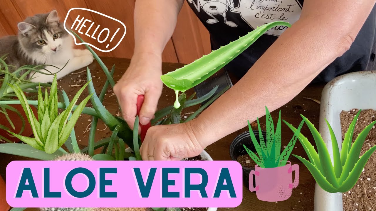 Comment prendre soin de la plante d'aloès? - capsule horticole