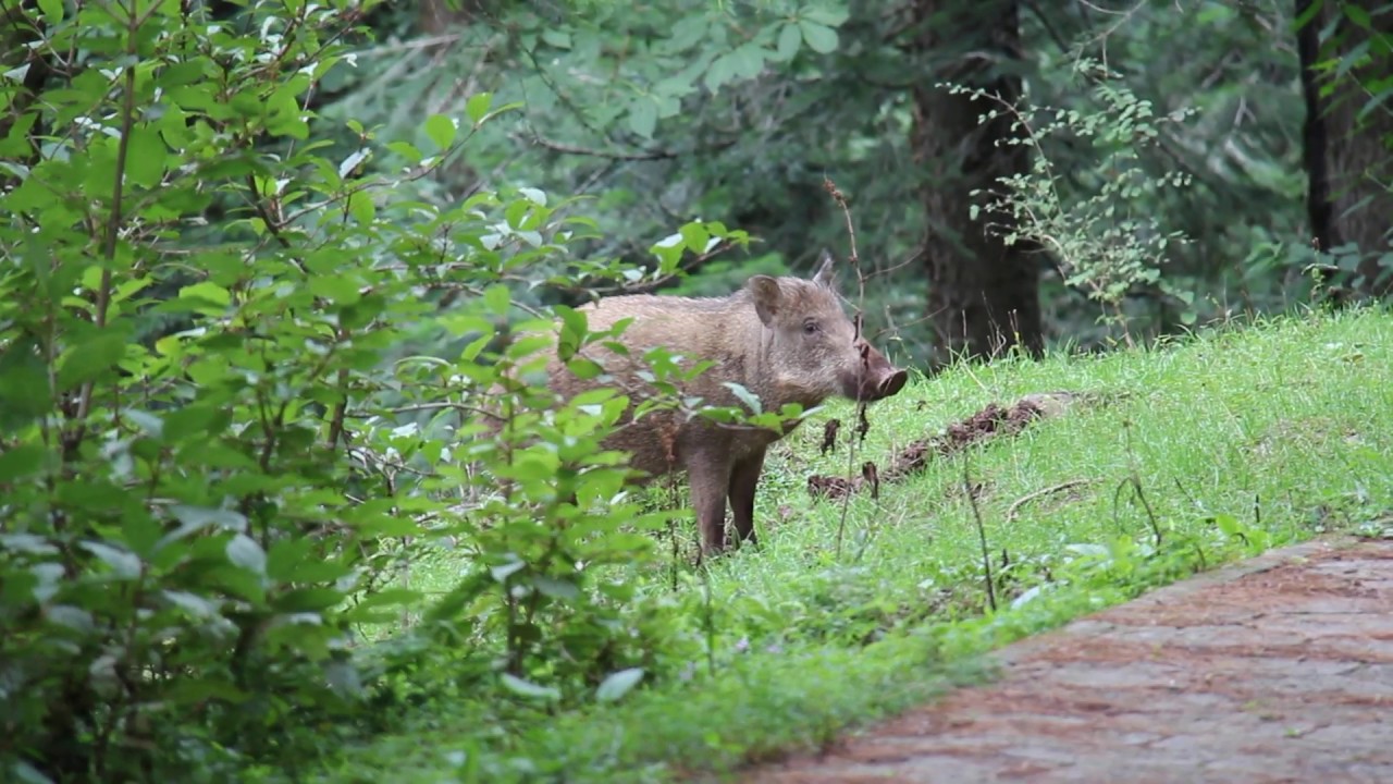 Wild Boar on Hiking Track Murree
