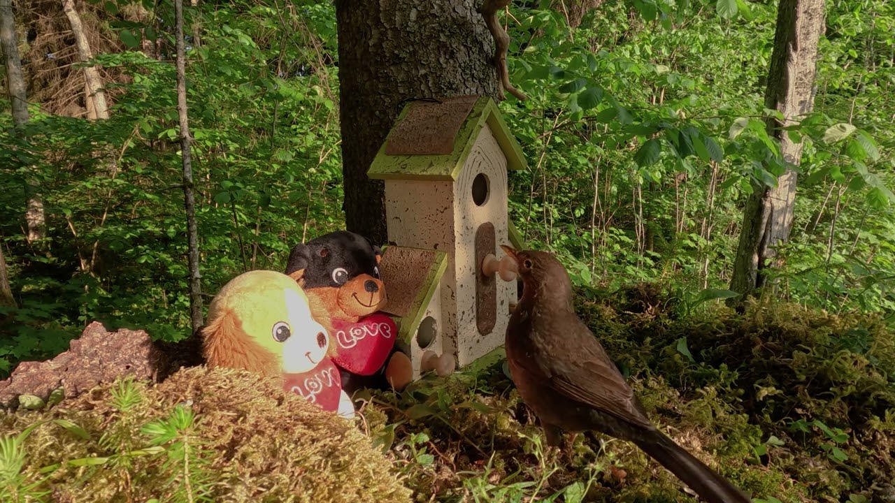 Video of puppies and a nest box with a great spotted woodpecker, nuthatch. For Cat TV and Dog TV.