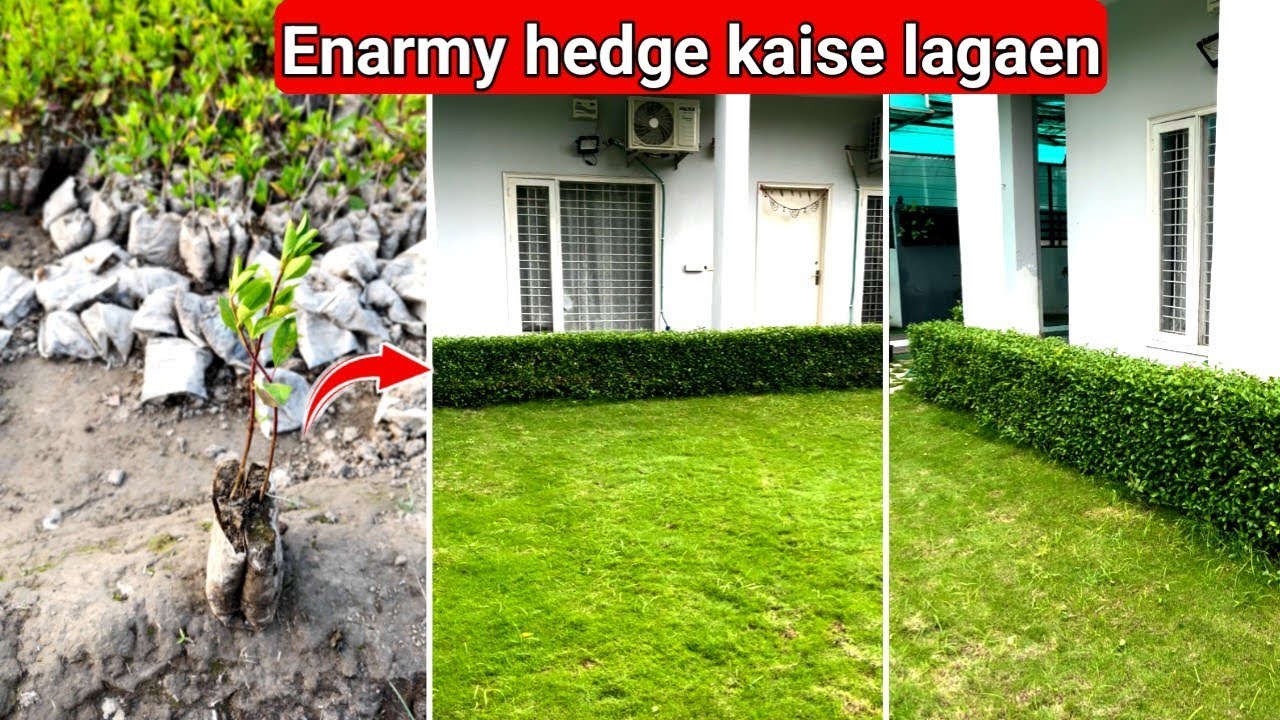 Enarmy hedge kaise lagaen | Enarmy hedge plant kitni doori par lagaen | Best hedge plant |