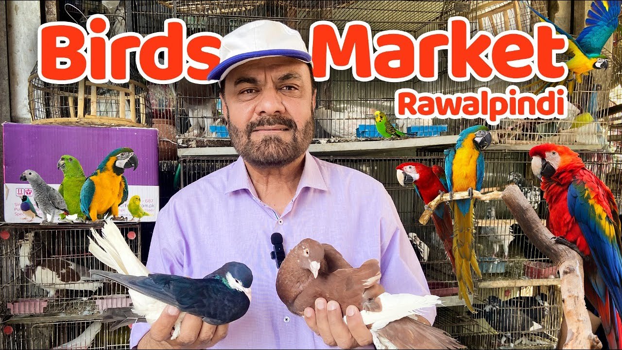 Birds Market | Alam Khan Road | Rawalpindi | پرندہ مارکیٹ |