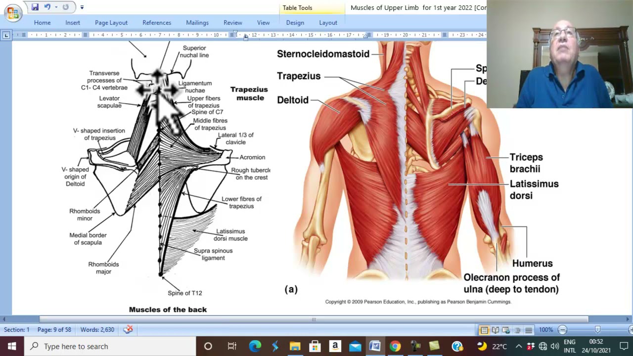 Musculo-skeletal Module I in Arabic 10 ( Trapezius Muscle ) , by Dr. Wahdan 2022