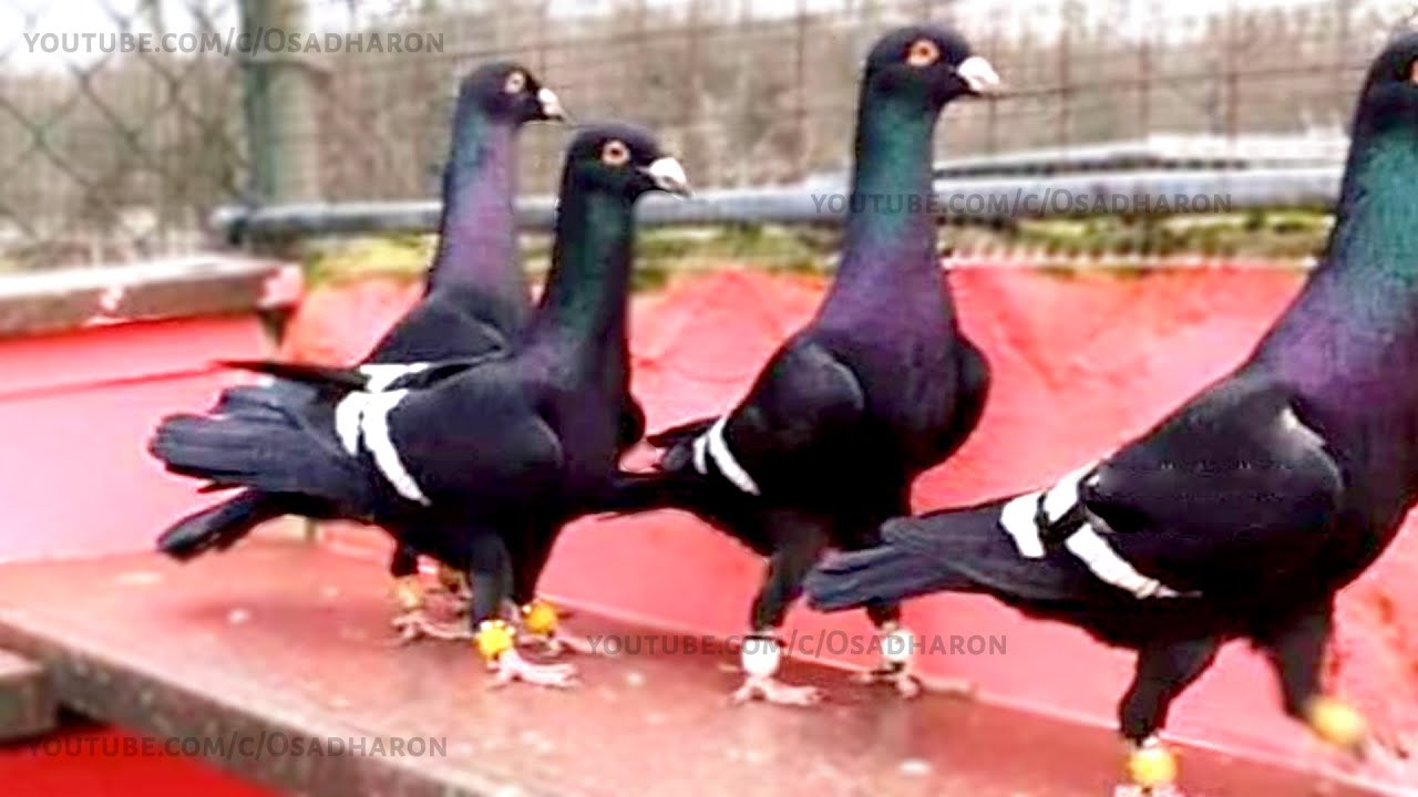 World's Best Beautiful Flying Pigeon Adana Dewlap Not High-Flyer