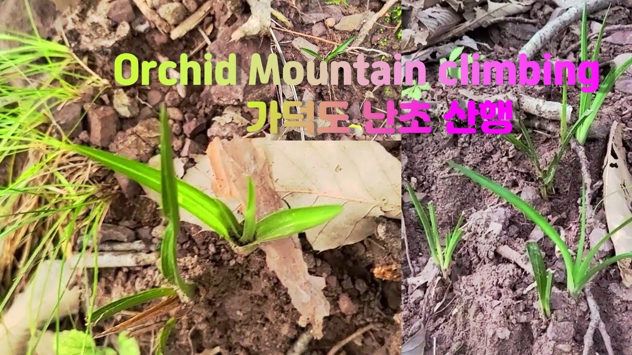 【蘭】가덕도 난초 탐방. Orchid Exploration in Gadeok Island.
