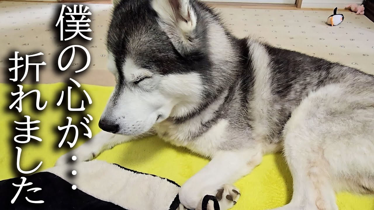 ハスキー犬が散歩中に犬に嚙まれてしまいました...
