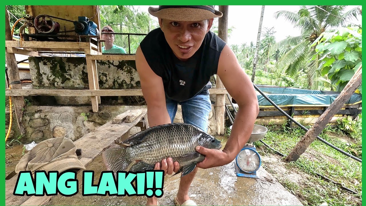 NAKUHA DIN NAMIN SYA!GIANT TILAPIA..LAGPAS ISANG KILO+HINIWALAY NA NAMIN SI MARIMAR SA NANAY NYA..
