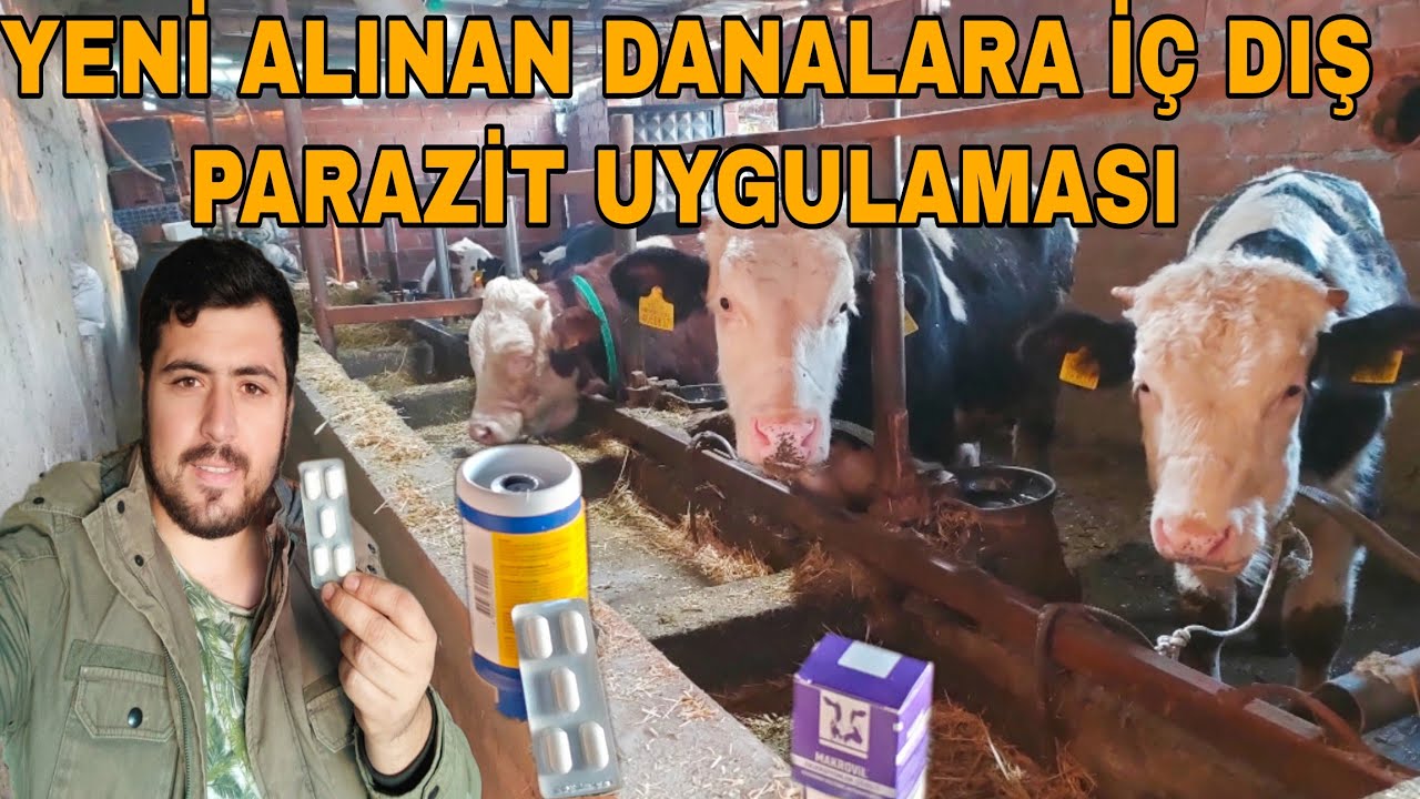YENİ ALINAN DANALARA İÇ DIŞ PARAZİT UYGULAMASI~BESİ AĞIRINI BÜYÜTÜYORUZ.