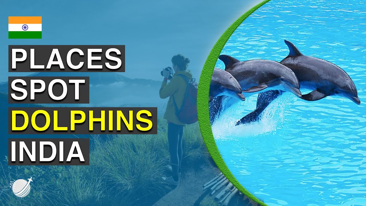 10 Best Places to Spot Dolphins in India