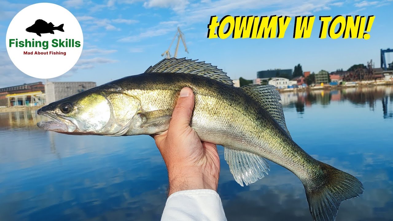 Okonie i Sandacze na UL w Czerwcu | KONKURS | Stocznia | Gdańsk | Martwa Wisła (leniwka)