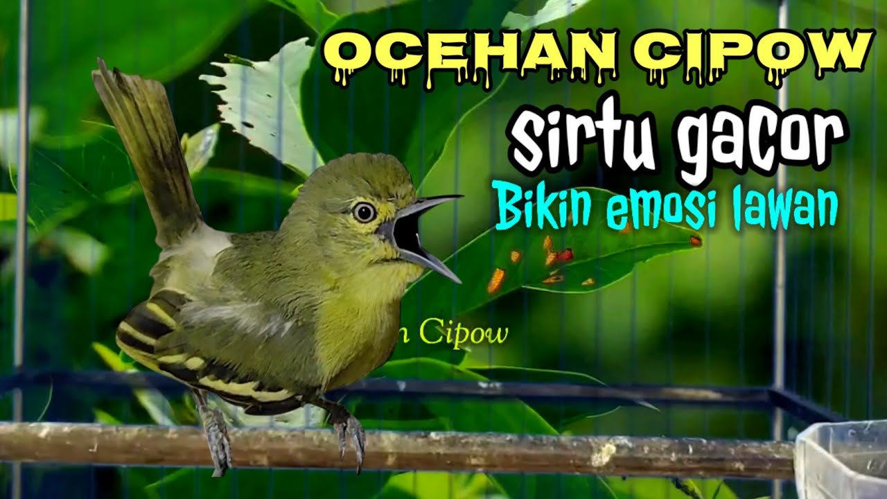 SIRTU/CIPOH GACOR BIKIN EMOSI LAWAN!...