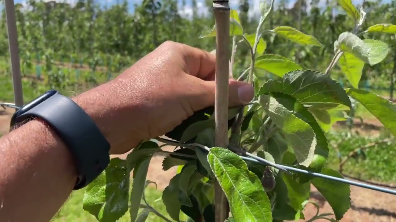 Narrow Orchard Systems Batlow early Summer Update 2025