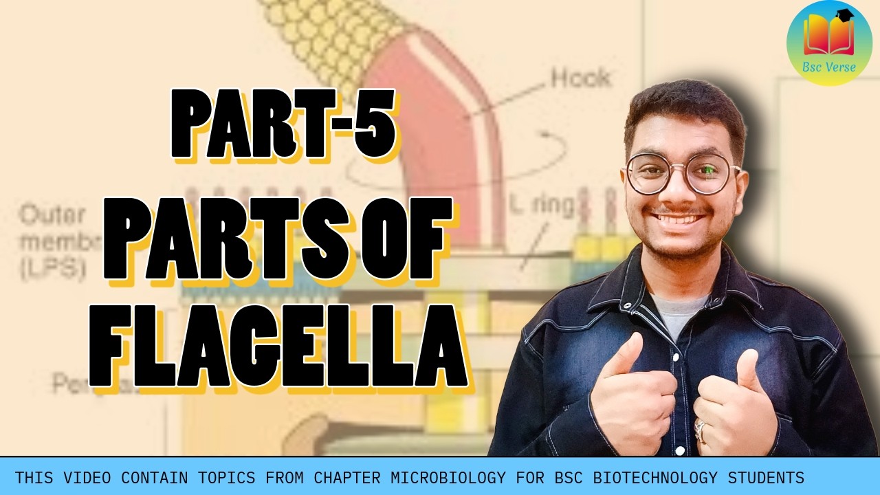 Parts of Flagella | Microbiology | BSc Biotech | @BscVerse