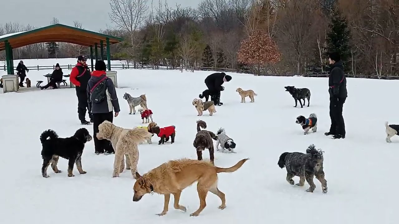 Live Puppy dog park fun action #puppy over 50 dogs playing 