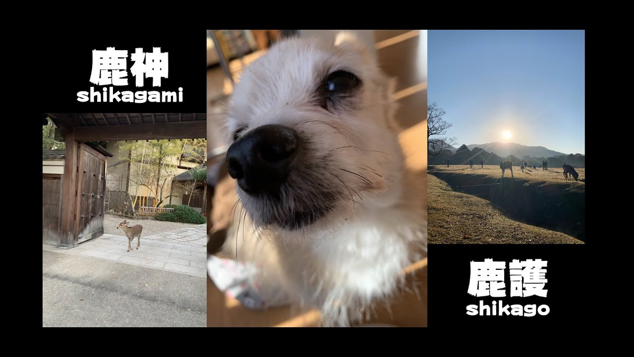 Ryoooo97 - 鹿神鹿護（Official Lyric Video）