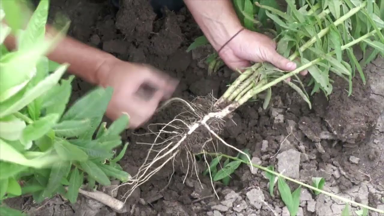 A closer look at cover crops