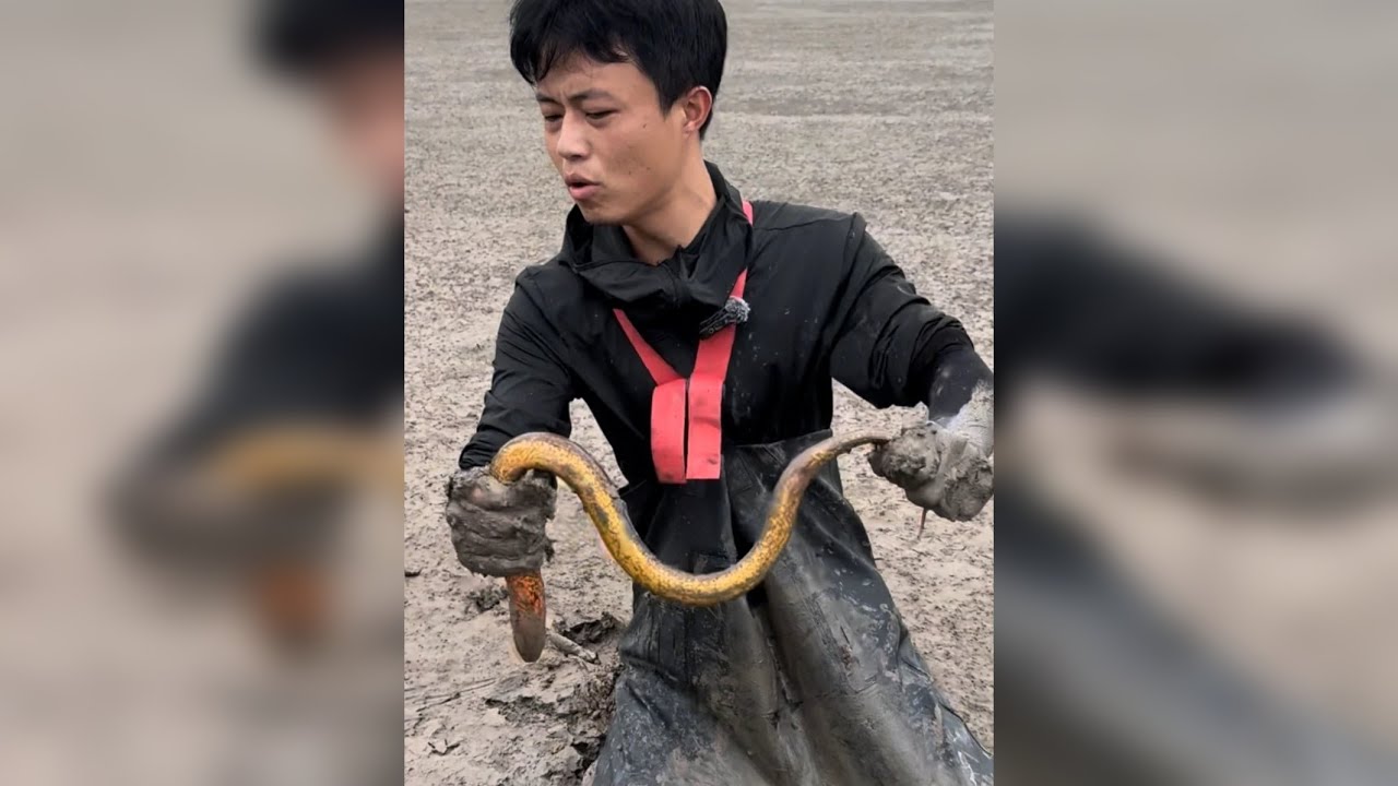 发现一口鱼塘里面有拳头大的鳝鱼洞，花400块抓一个小时..
