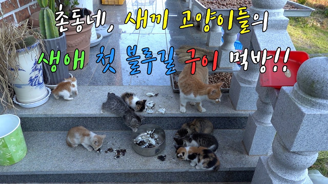 고양이 새끼의 생애 첫 블루길 구이 먹방