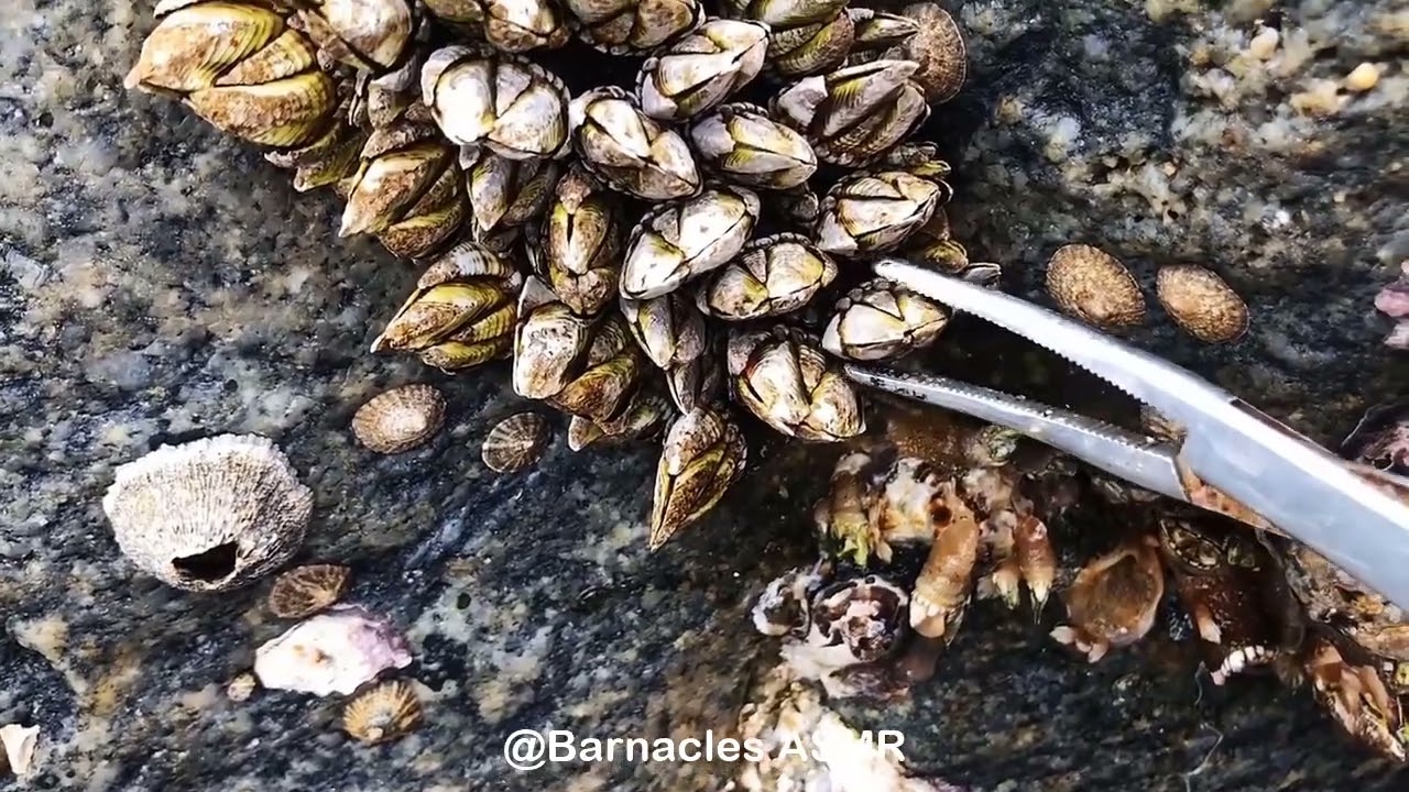 Barnacle ASMR - My daily work at sea (episode 14 )