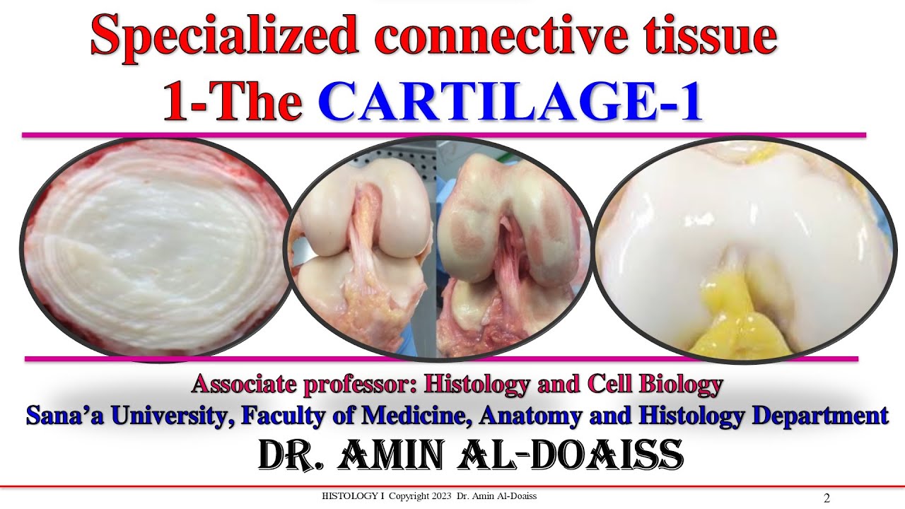Histology : Lecture-16: Specialized (skeletal-Supporting) Connective Tissue- The cartilage -part 1