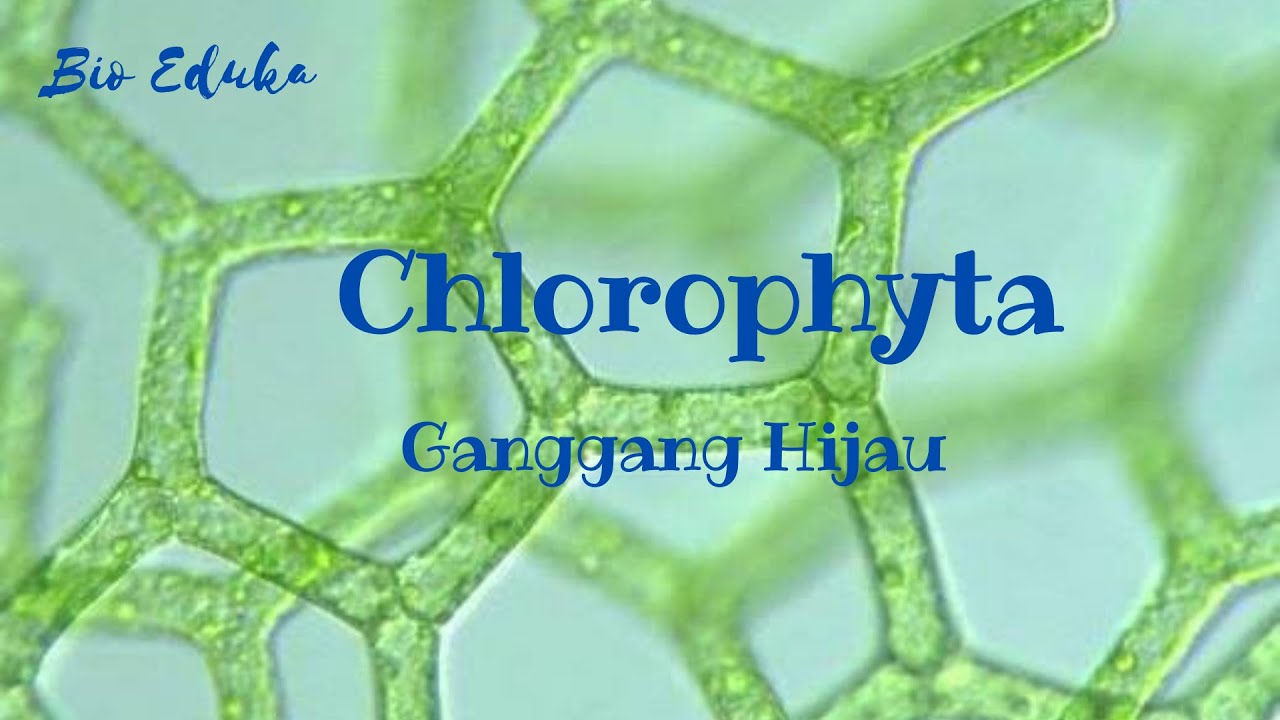 Chlorophyta | Ganggang Hijau | Alga Hijau | Protista Mirip Tumbuhan