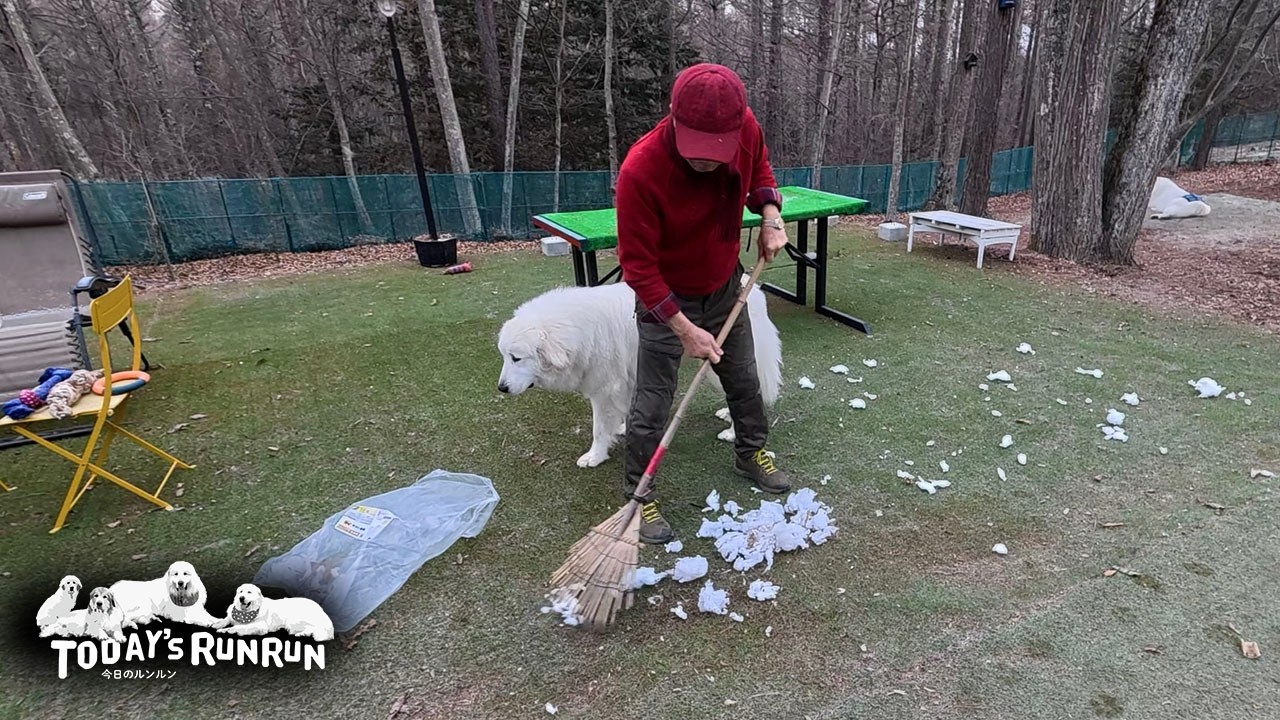 熊手を準備してイタズラ...とってもお利口なリリーです　Great Pyrenees　グレートピレニーズ