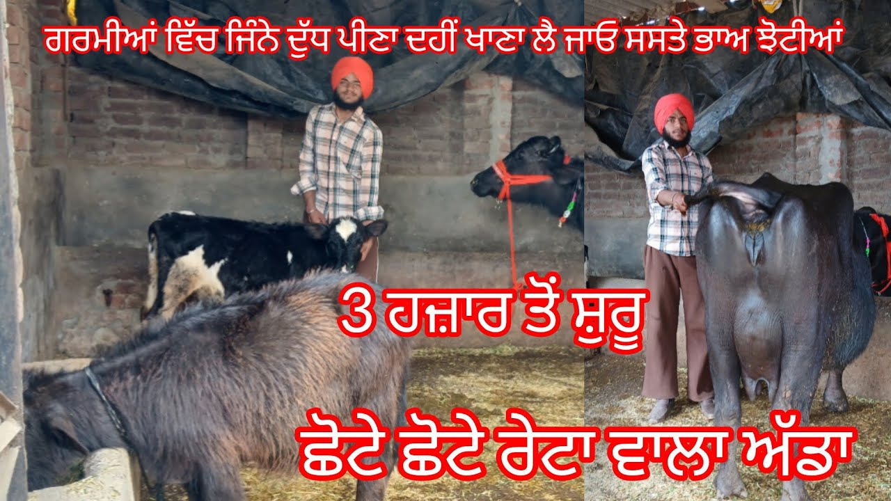 ਆਪਣੇ ਚੈਨਲ ਦਾ ਸਭ ਤੋਂ ਸਸਤਾ ਪਸ਼ੂਆਂ ਦਾ ਅੱਡਾ ਦੋ ਝੋਟੀਆਂ ਬਿਲਕੁਲ ਜਾਇਜ਼ ਰੇਟ /buffalo for sale 