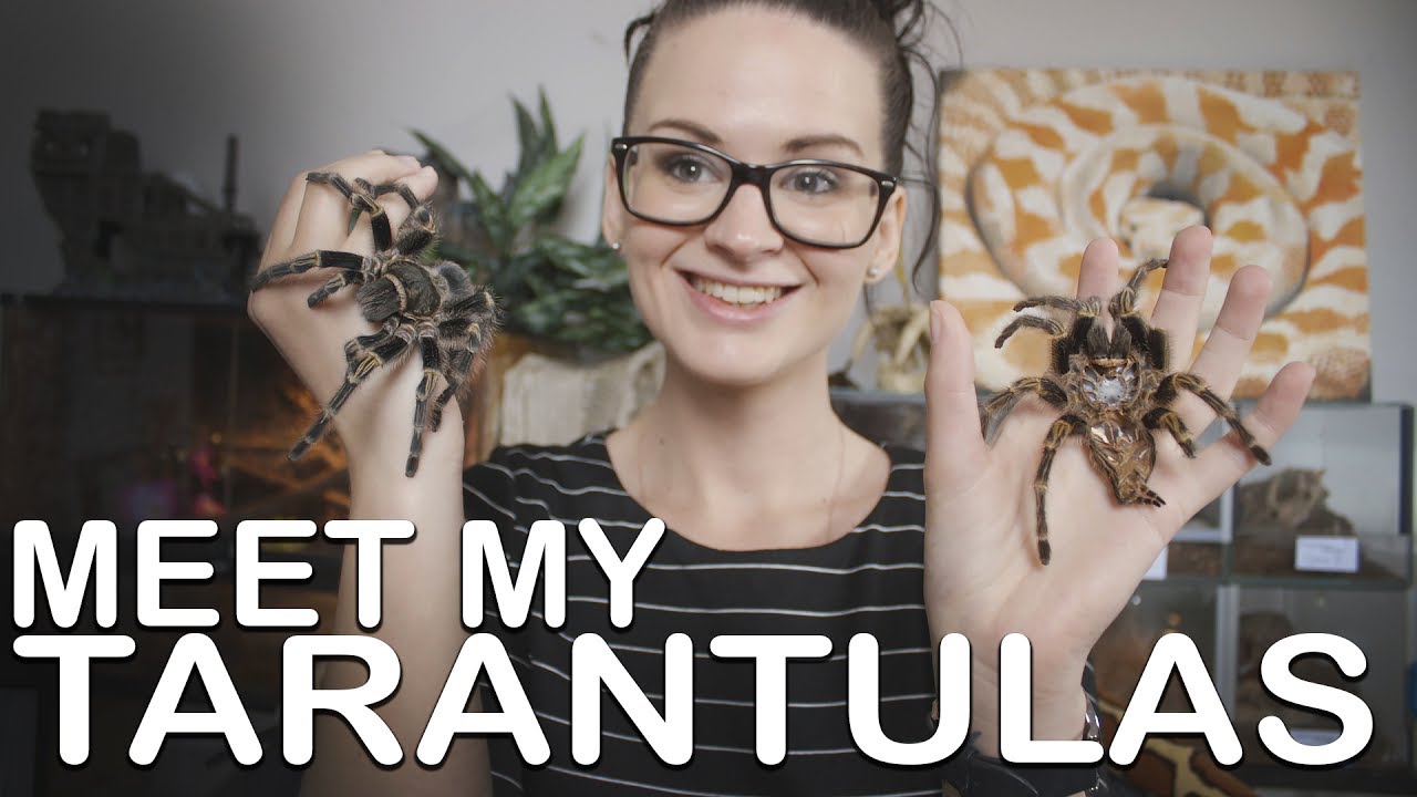 MEET MY TARANTULAS (introducing my 5 T's)